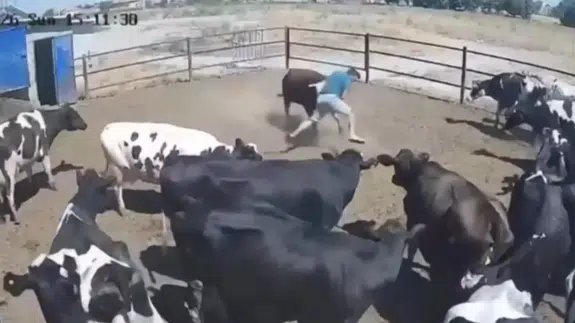 Konya'da boğanın saldırdığı besici büyük tehlike atlattı, o anlar kamerada