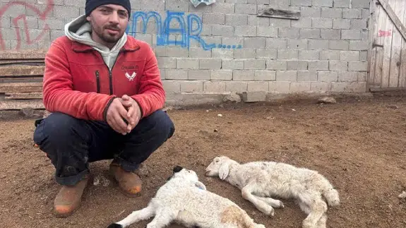 Kuzular belirti göstermeden bir anda telef oluyor