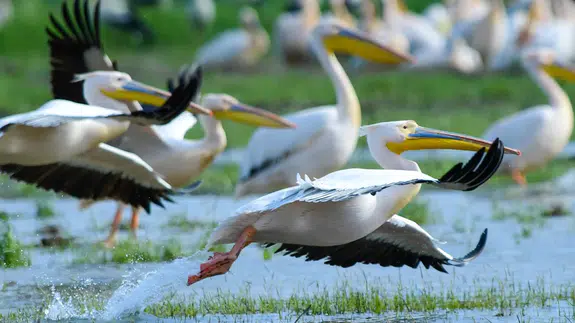 Göç yolunda pelikan güzelliği: Büyüleyici manzara böyle görüntülendi
