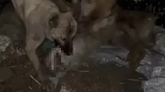 Ahıra girmeye çalışan kurdu kangallar böyle öldürdü