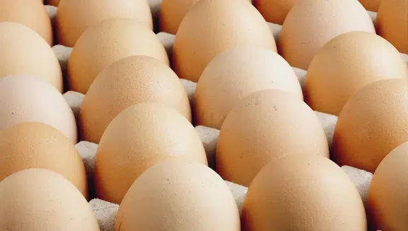 Panik başladı: Yumurtada 'salmonella' salgını