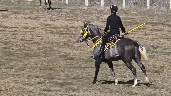 Bu sefer araçlar değil atlar çarpıştı: Acı kaza yaşandı