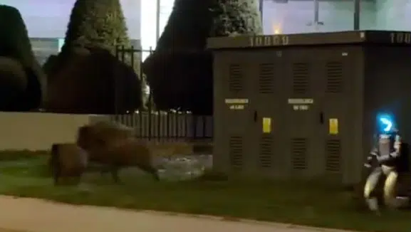 Dünya bu görüntülerle şaşkına döndü: Yaban domuzlarına akıl almaz çözüm