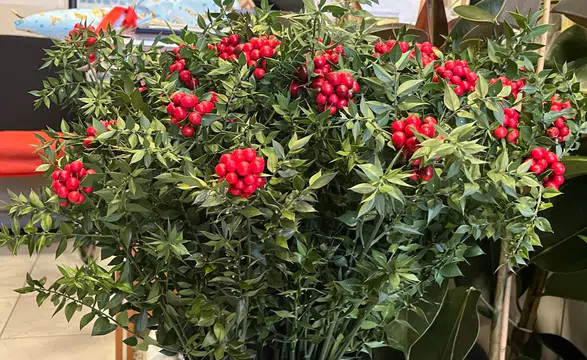 Kokina seferberliği: Doğada bedava tezgahta el yakıyor