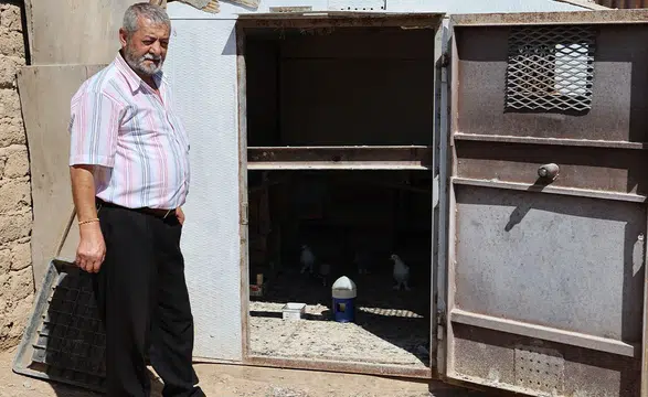 Tanesi 100 bin lira, çelik kasada besleniyorlar: Süper ligde yarışıyorlar