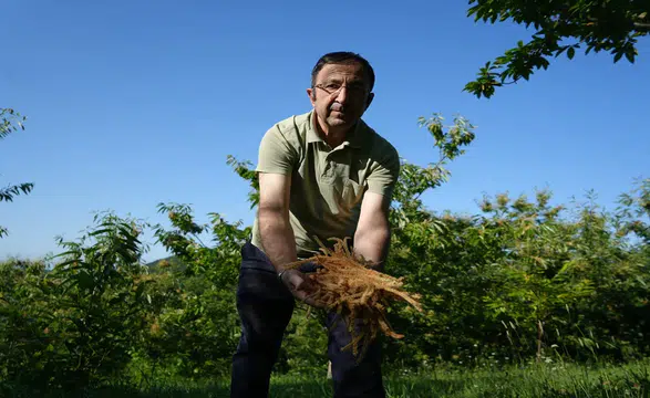 Kestane çiçeği çayı nasıl demleniyor: Dünyanın en sağlıklı içeceği