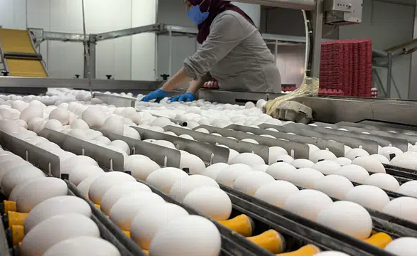 Yumurta fiyatlarına zam gelecek mi?