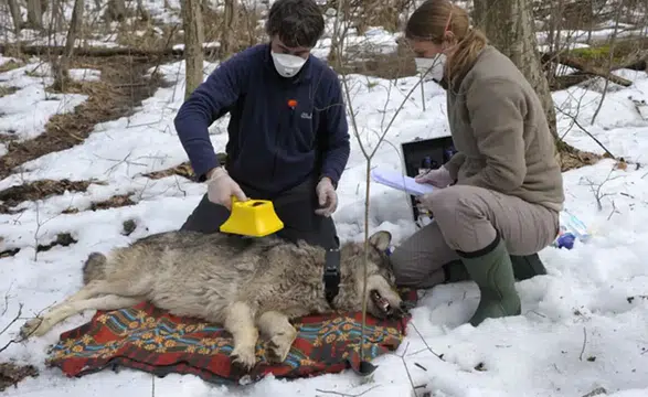 Kansere karşı kurt tedavisi: Çernobildeki kurtlar kansere karşı direnç geliştirdi