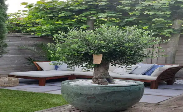 Evdeki saksıda zeytin yetiştirilir mi: 7 adımda evde hesaplı zeytincilik