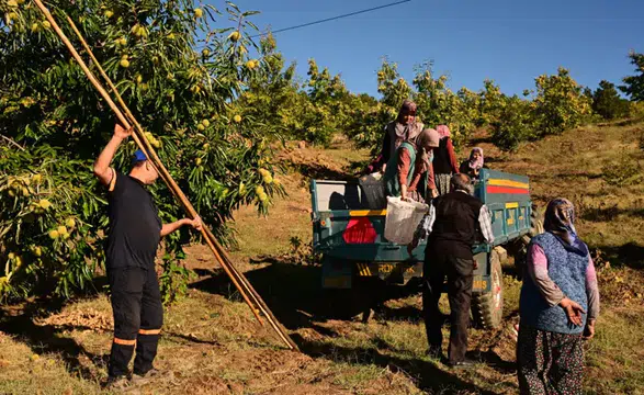 Üç ay kuyuda bekletiliyor: Lezzeti damak çatlatıyor