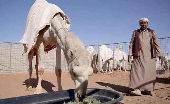 Develere yeşil pasaport geliyor: Suudi Arabistan dünyayı şaşırttı