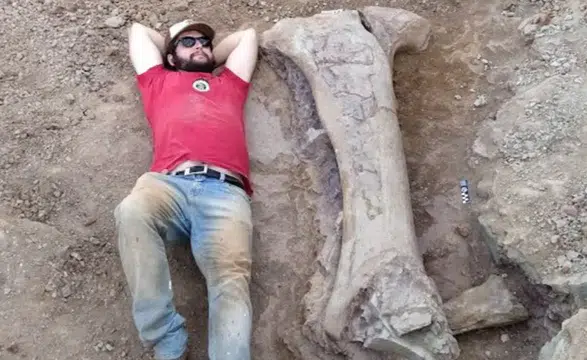 Dev dinozor türü keşfedildi. Bir kemiği bile insan boyunda
