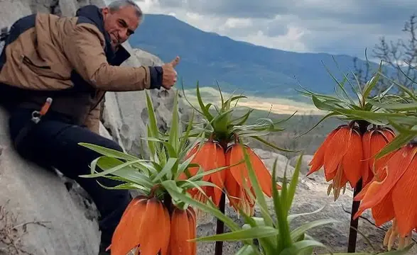 O çiçek 20 gün yaşayacak: Koparana servet değerinde ceza var