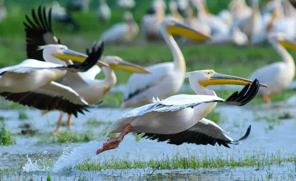 Göç yolunda pelikan güzelliği: Büyüleyici manzara böyle görüntülendi