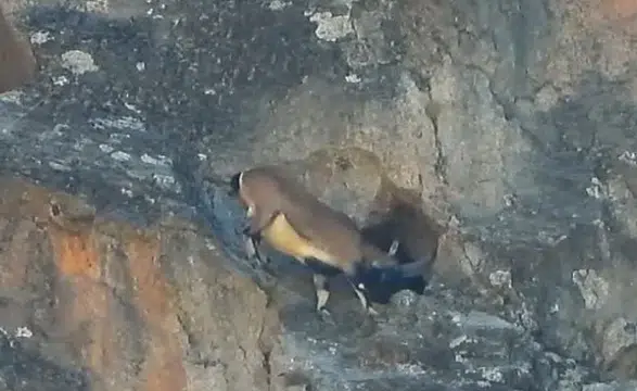 Dağ keçisi görenleri şaşırttı: Dev boynuzlarıyla mağaraya böyle girdi