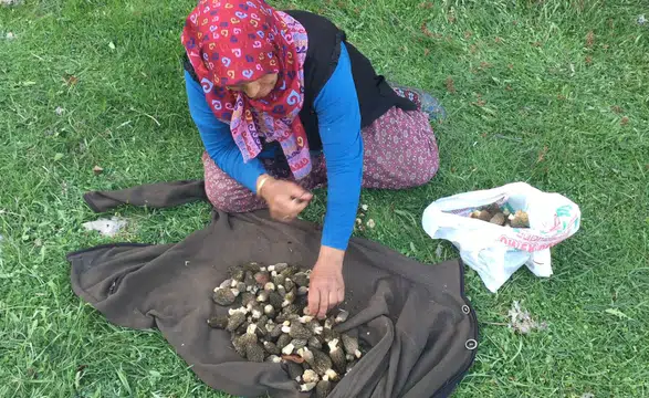 Bin 800 rakımdan toplanıyor: Kilosu cep yakıyor