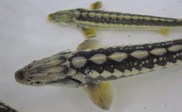 Bu balığın havyarı 'siyah inci':  8 bin adet dağıtılacak, çiple takip edilecek