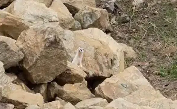 Dünya'da nesli tükenmekte: Beyaz sansar görüntülendi