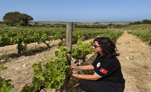Bağda külleme ilacı ne zaman atılır: Üzümü de yaprağı da kurtarın