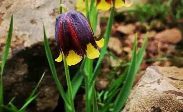 Bu çiçeği koparan servet ödemeye hazır olmalı