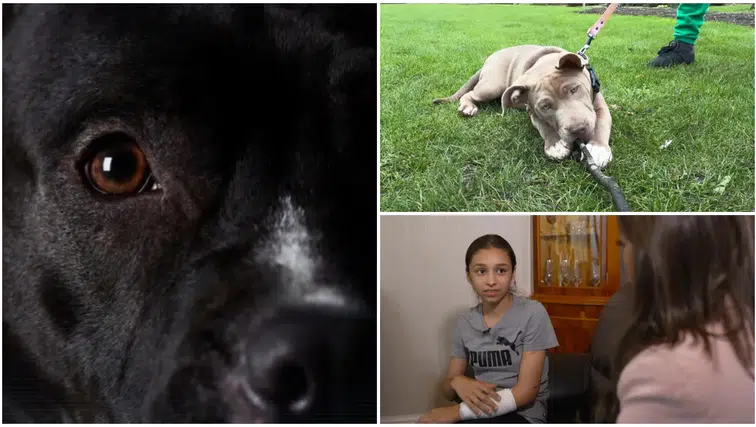 12 yaş altı çocukların köpeklerle yalnız bırakılması yasaklanıyor
