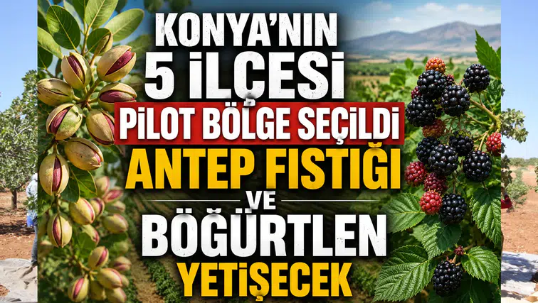 Konya'nın 5 ilçesi pilot bölge seçildi: Antep Fıstığı ve Böğürtlen yetişecek