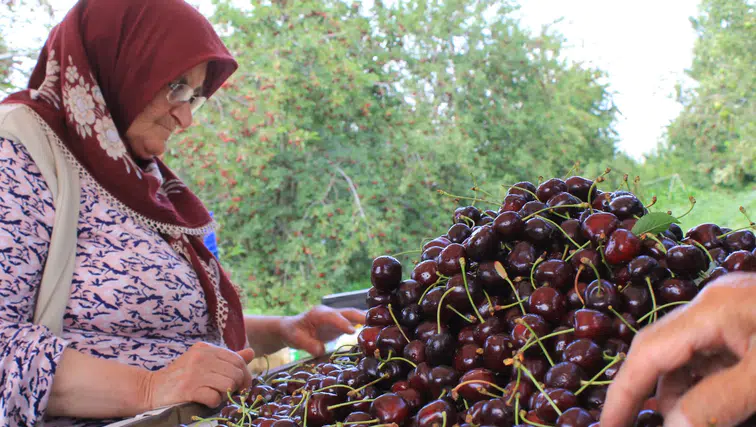 Konya'nın eşsiz aromatik kirazı ABD ve Avrupa'nın gözdesi
