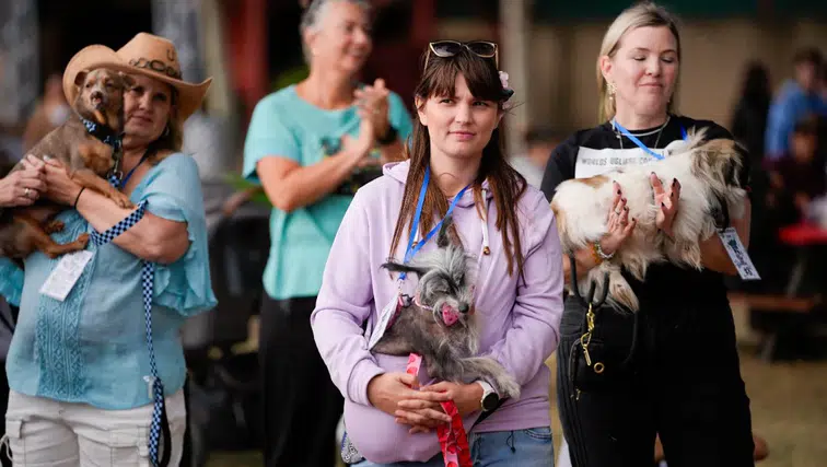 Dünyanın en çirkin köpeği tacı böyle kaptı