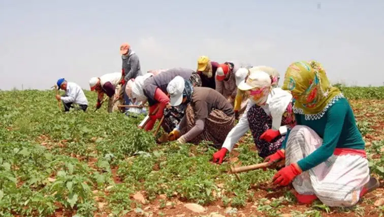 Tarım işçisini sevindiren karar: Hem para, hem izin kazandılar