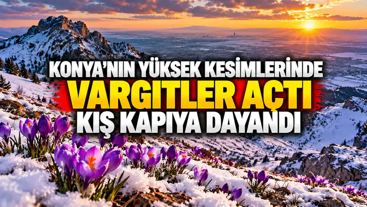 Konya'ya kış ayını müjdeleyen çiçekler açtı: Yükseklerde vargit zamanı