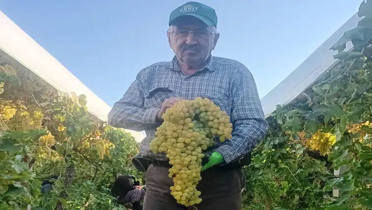 Dev üzüm salkımı: Herkes kilosunu tahmin etmeye çalışıyor