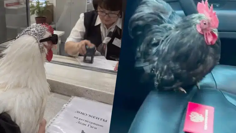 Kayıt olacak dendi: Hayvanlarını giydirip devlet dairesine götürdüler