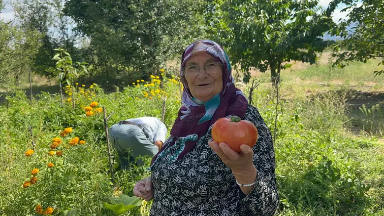 Adeta sihir gibi: O gübre sayesinde domatesten elde edilen ürün şaşırttı