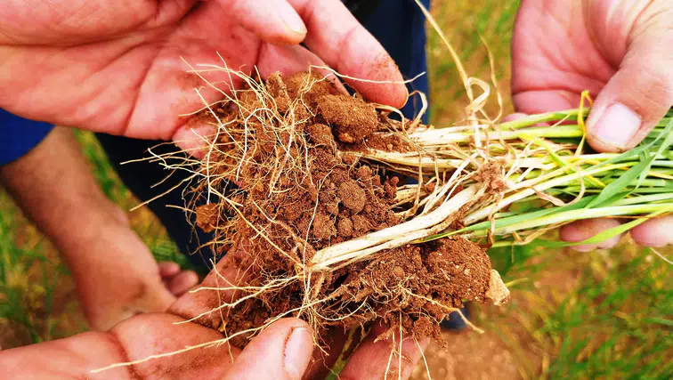 Konyalılar dikkat hastalık kapıda: Çiftçilere kritik uyarı geldi