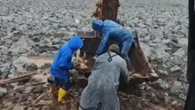 Çamura saplanan inek kepçe yardımıyla kurtarıldı