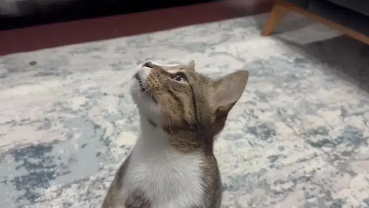 Dört yıldır kusan kedi Mustafa'nın midesinden çıkan herkesi şaşırttı