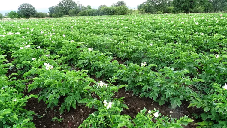 Çiftçilere 'Bitki Pasaportu' uyarısı geldi