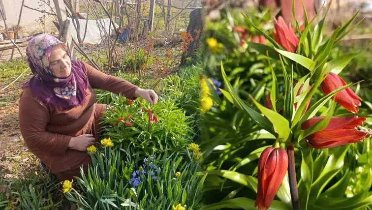 Koparmanın cezası 577 bin lira: Bu çiçeğin adı da hüzünlü