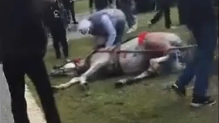 Böyle canilik görülmedi: Atını sopa ve tekmeyle bayılttı
