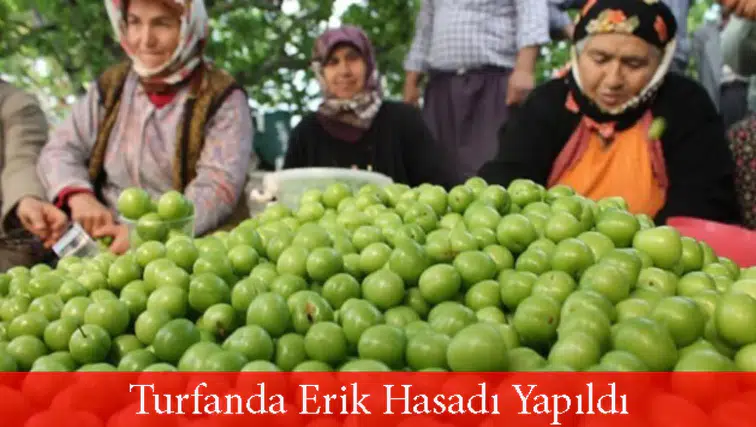 Altını, Doları, Euroyu katladı: Turfanda erik sahne aldı