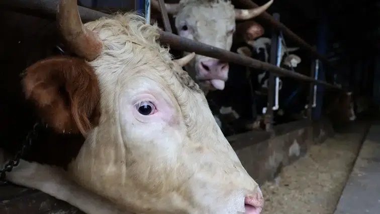 Büyükbaş kurbanlıkta hisse 35 bin lira: Etin kilosu 1000 TL oldu