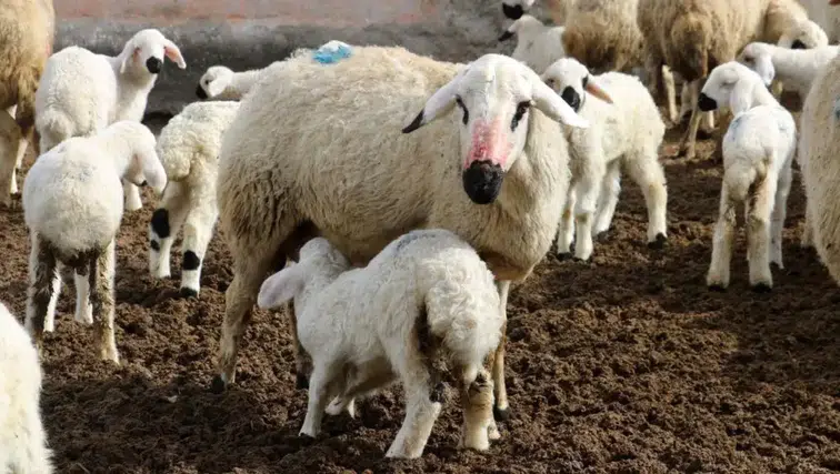 Kuzu etine iklim zammı: Altın değerine yükseldi