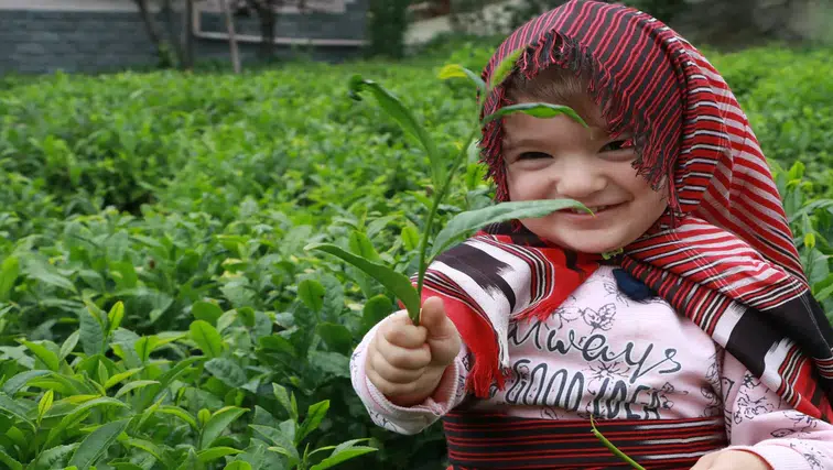 Üretici ümitle bekliyordu: Yaş çay alım fiyatı belirlendi