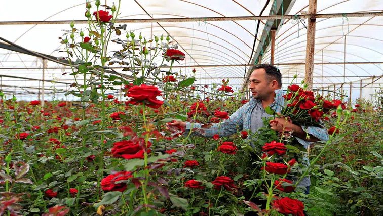 Fırsatçılar iş başında: 20 liralık gül annelere 150 -200 TL'ye ulaşıyor