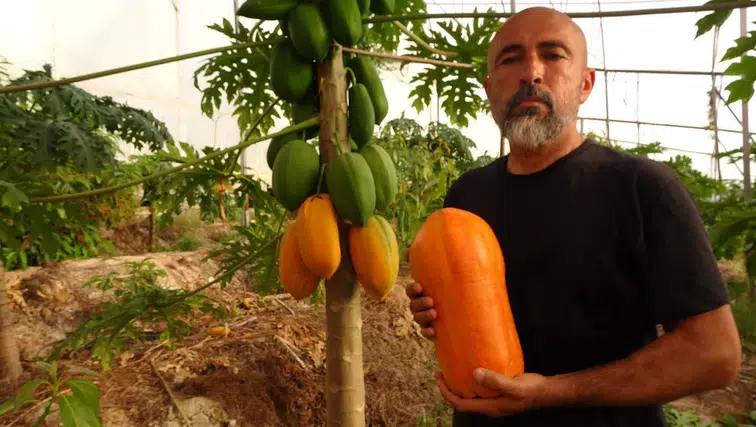 Şeker hastaları için birebir: Tropikal Papaya hasadı başladı