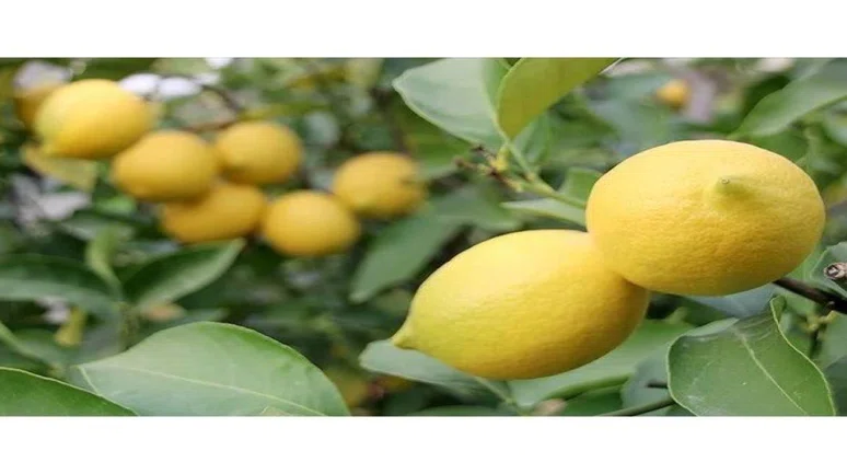 Limon bütün zamları solları. tane fiyatı dudak uçuklatıyor