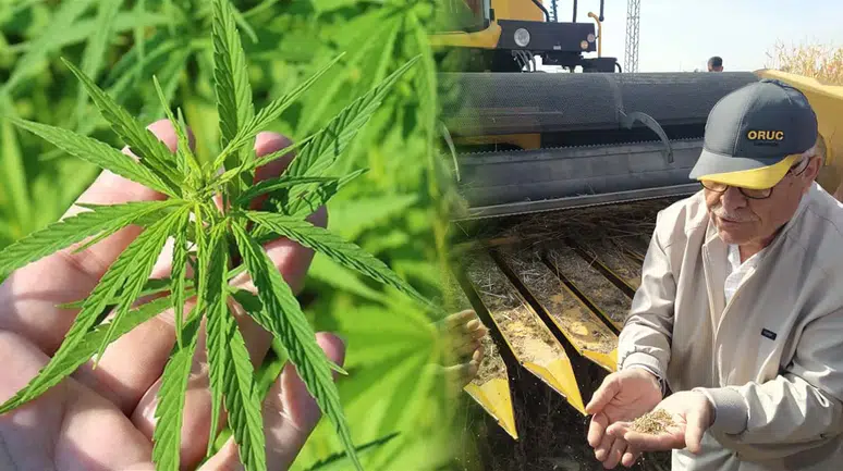 Konya'ya devasa fabrika geliyor! Kenevir için gözler hükümete çevrildi