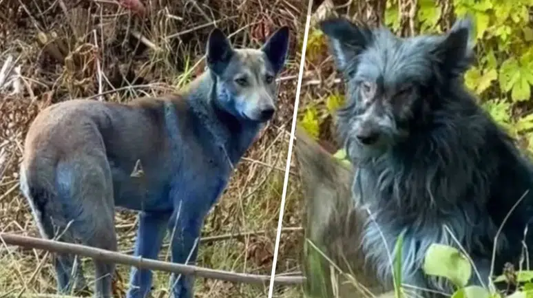 Çernobil faciası: Köpeklerin rengi maviye dönüyor