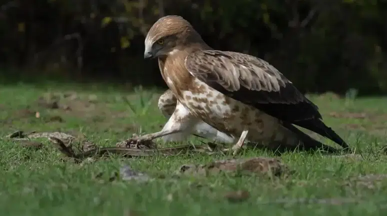 Yılanı yakalayan kartal böyle gövde gösterisi yaptı