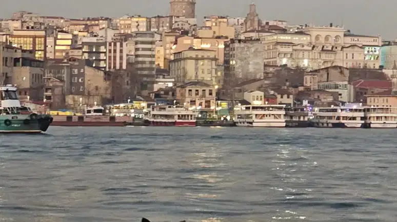 İstanbul kedilerin başkenti ilan edildi